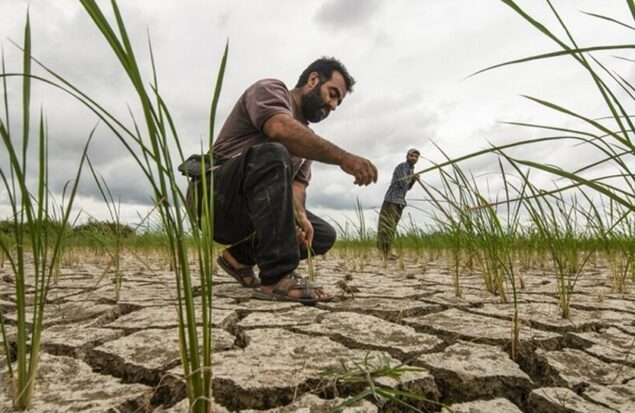 به گزارش  هنرمندنیوز، امین طهماسبی، کارشناس کشاورزی در یادداشتی به بررسی علل ناکارآمد نشان دادن بخش کشاورزی و عدم حمایت همه‌جانبه از این بخش پرداخته است.